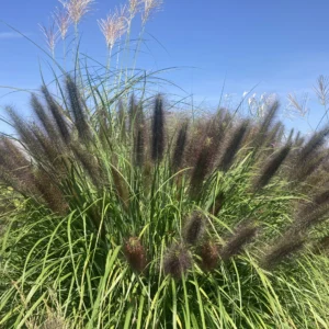 Rozplenice Japońskie