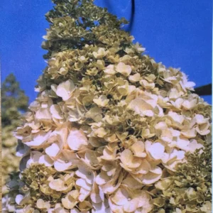 Hortensja bukietowa Magical® Moonlight PBR