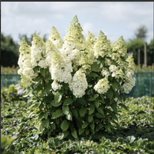 Hortensja bukietowa 'Magical® Kilimanjaro' PBR Hydrangea paniculata P9