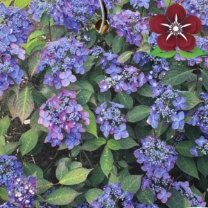 Hydrangea serrata 'Magic Sunset'