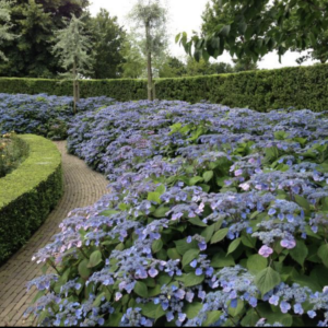 Hortensja piłkowana 'Opri301' PBR Veerle Hydrangea serrata P9