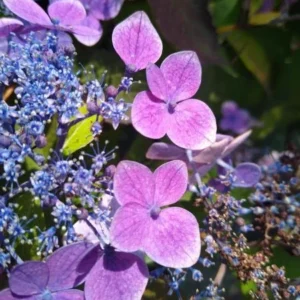 Hortensja piłkowana  'Blue Clouds' PBR Hydrangea serrata P9